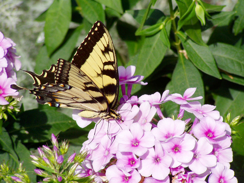 John Fanick's Phlox - Tiger Swallowtail Butterfly