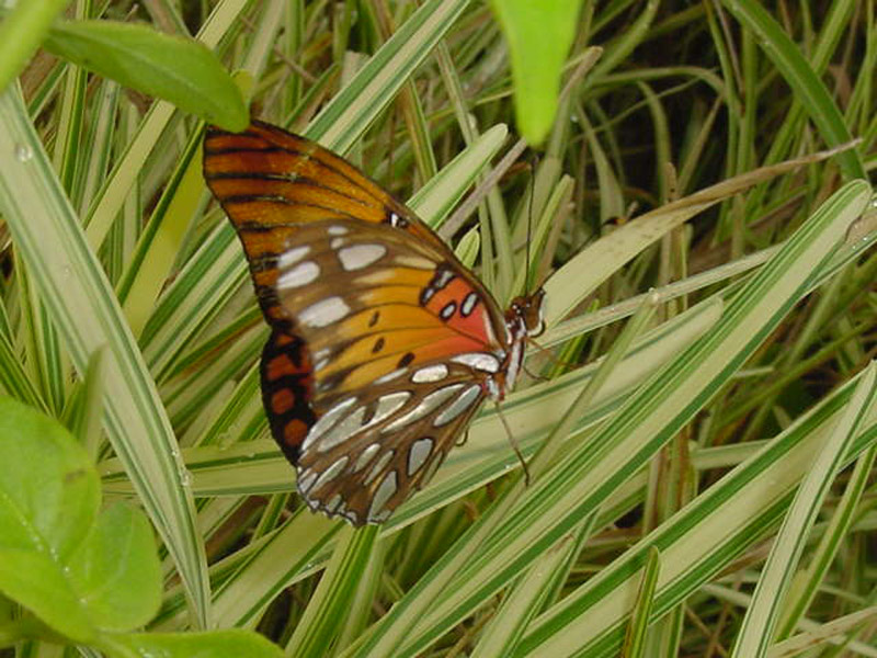 Ginger Variegated St. Augustine - Gulf Fritillary Butterfly