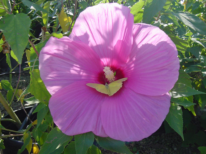 Hibiscus - Sulphur Butterfly