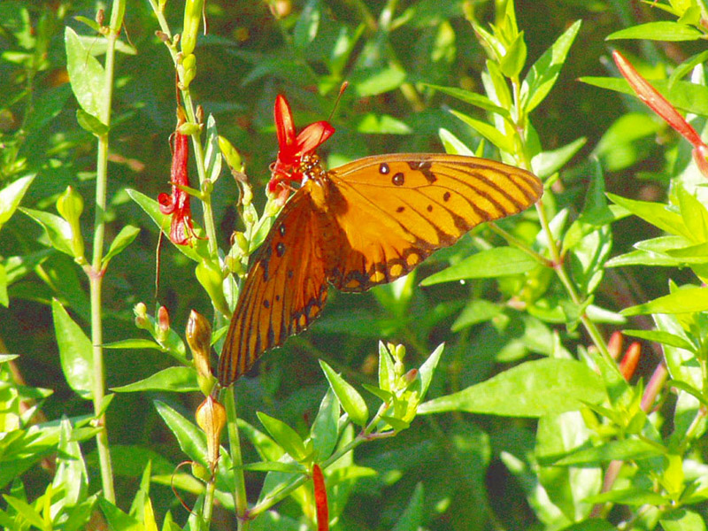 Hummingbird Bush - Gulf Fritillary Butterfly