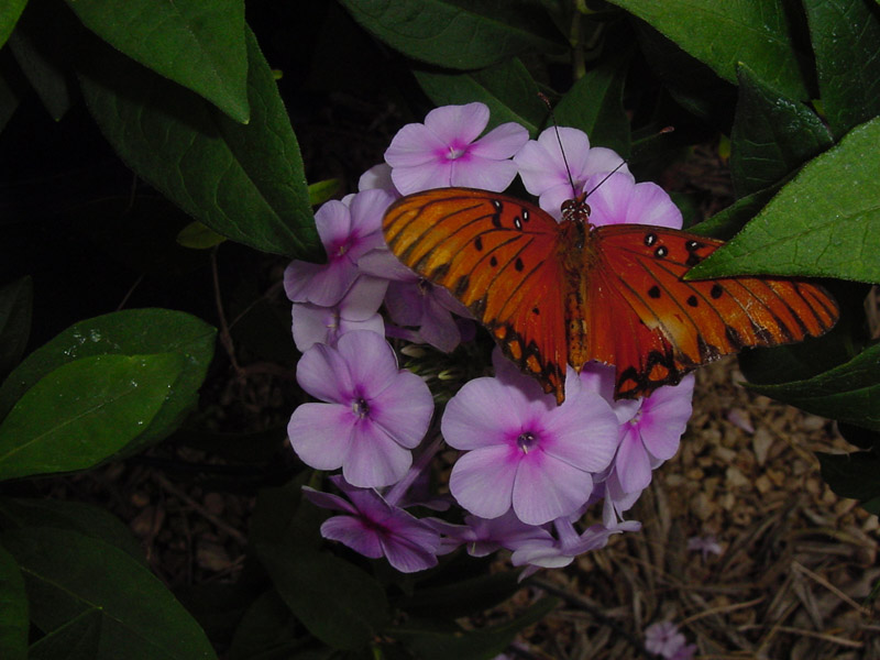 John Fanick's Phlox - Gulf Fritillary Butterfly