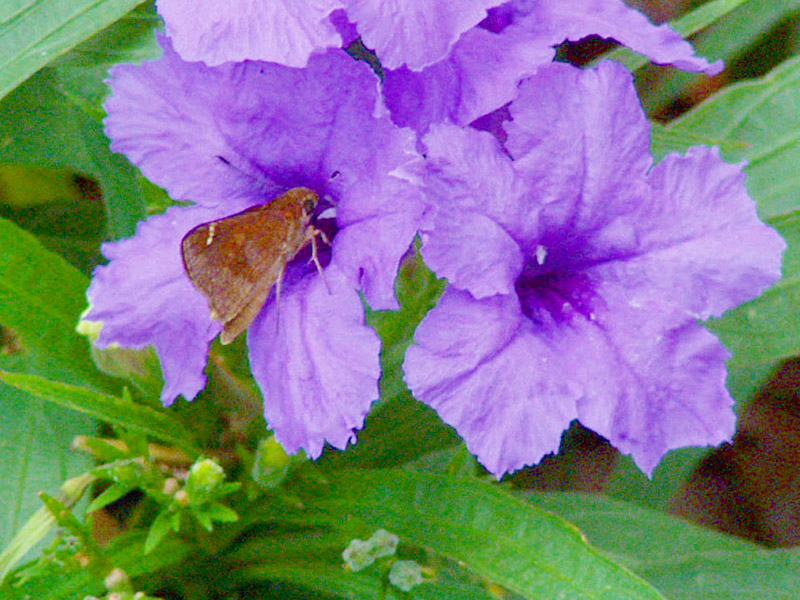 Katie Dwarf Ruellia - Skipper Butterfly