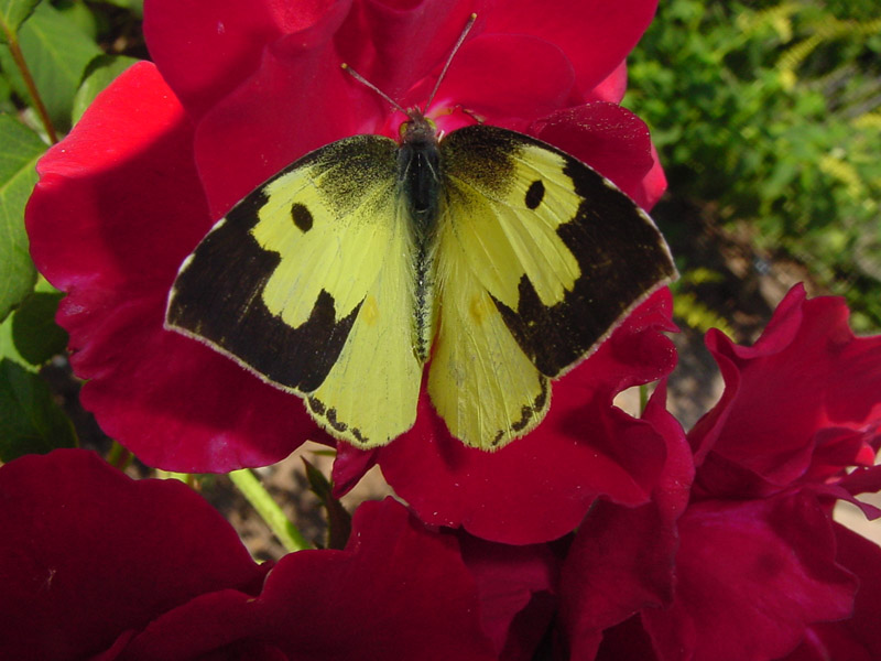 Knockout Rose - Dogface Butterfly