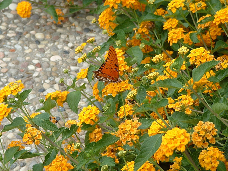 Lantana - Gulf Fritillary Butterfly