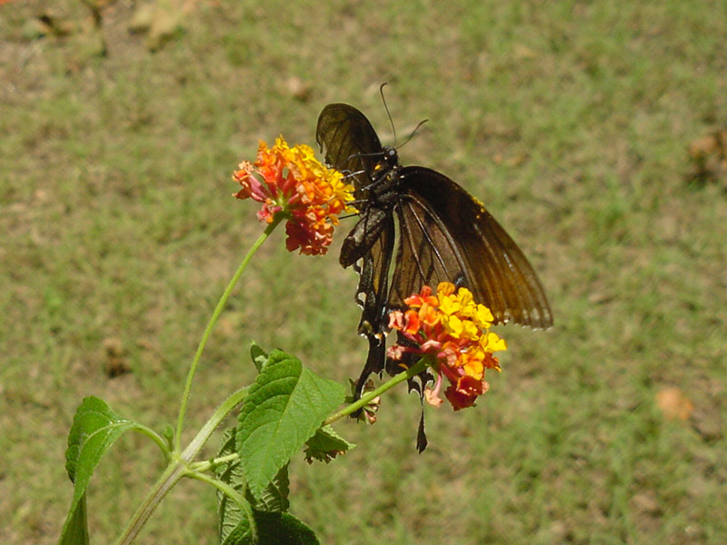 Lantana - Pipevine Swallowtail Butterfly