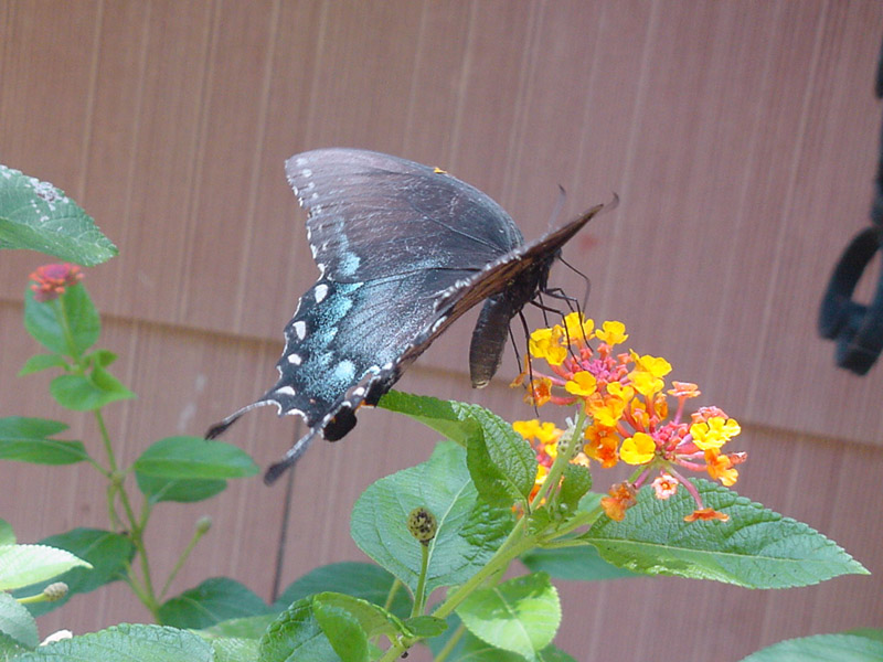 Lantana - Pipevine Swallowtail Butterfly