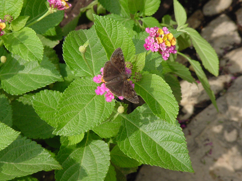 Lantana