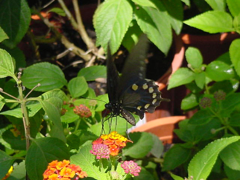 Lantana - Pipevine Swallowtail Butterfly