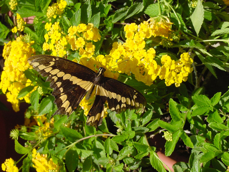 Lantana - Giant Swallowtail Butterfly