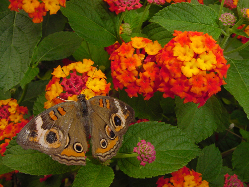 Lantana Radiation - Common Buckeye Butterfly