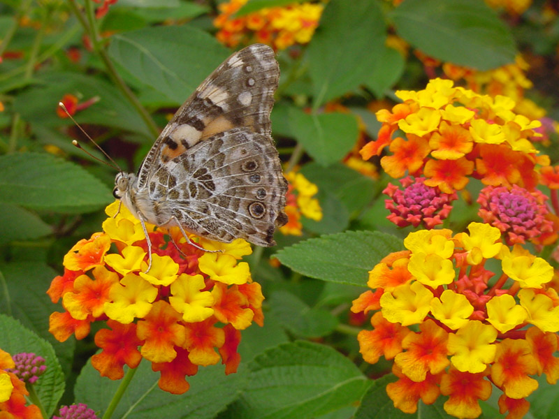 Lantana Radiation - Painted Lady Butterfly