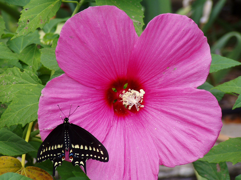 Mallow Hibiscus - Black Swallowtail Butterfly