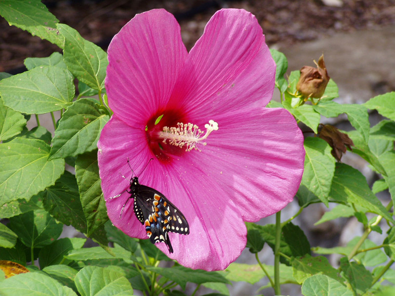 Mallow Hibiscus - Black Swallowtail Butterfly