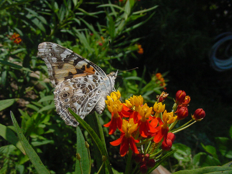 Mexican Butterfly Weed - Painted Lady Butterfly