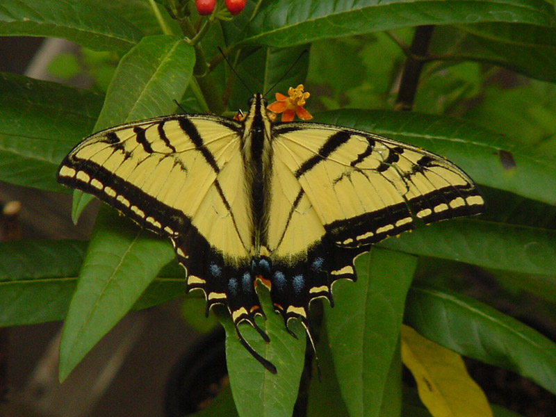 Milkweed - Tiger Swallowtail Butterfly