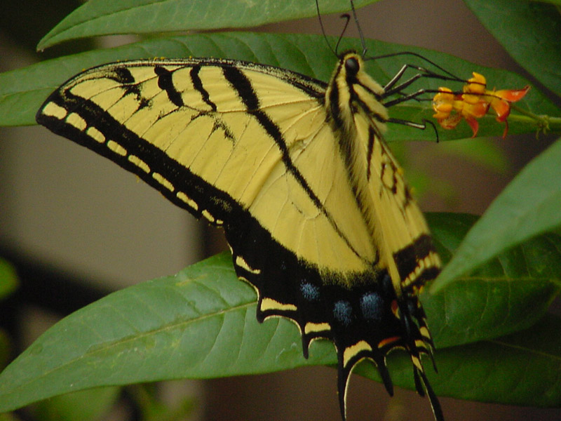 Milkweed - Tiger Swallowtail Butterfly