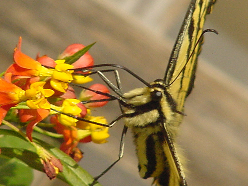 Milkweed - Tiger Swallowtail Butterfly
