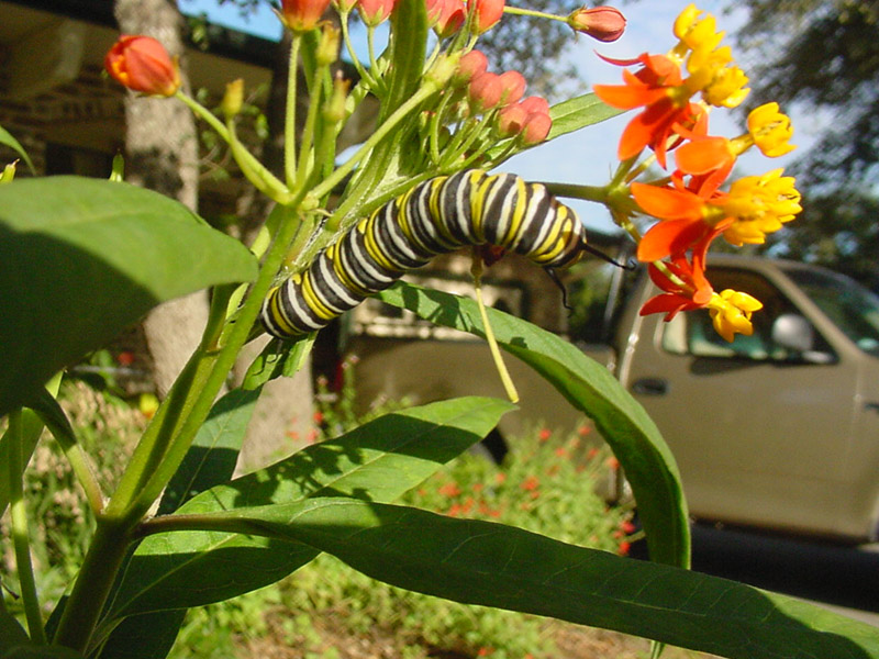 Milkweed - Monarch Larva