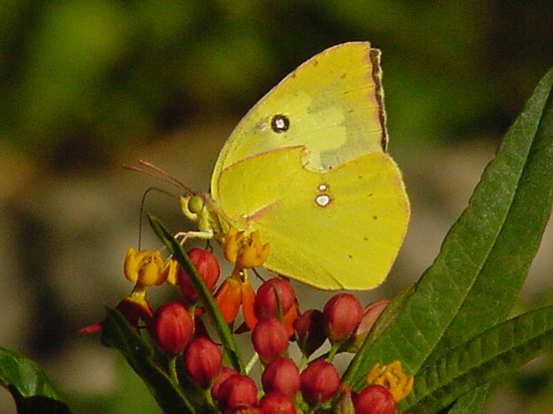 Milkweed - Southern Dogface Butterfly