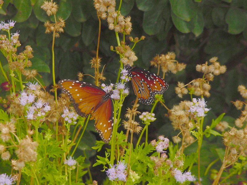 Mistflowers - Queen Monarch Butterfly