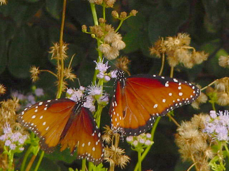 Mistflowers - Queen Monarch Butterfly