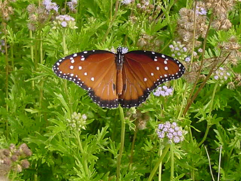 Mistflowers - Queen Monarch Butterfly