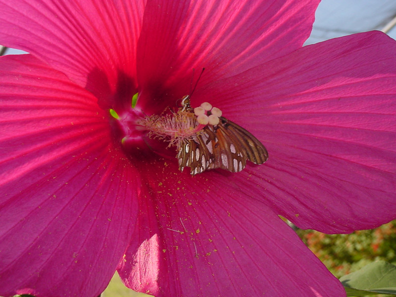 Moy Grande Hibiscus - Gulf Fritillary Butterfly