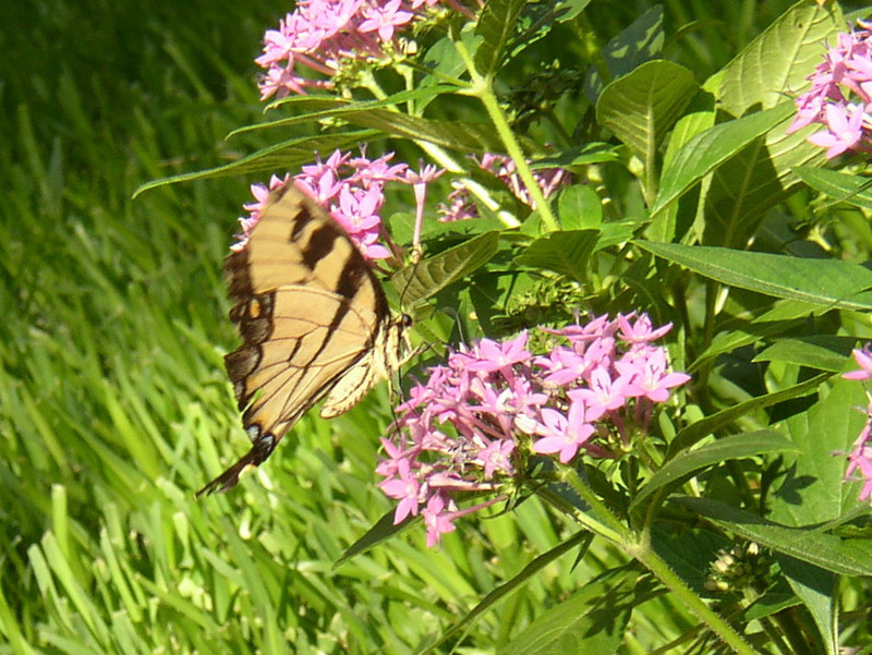 Pentas - Tiger Swallowtail Butterfly