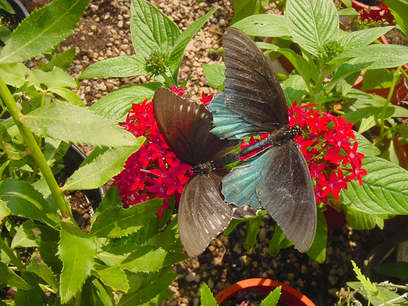 Pentas - Pipevine Swallowtail Butterflies Mating
