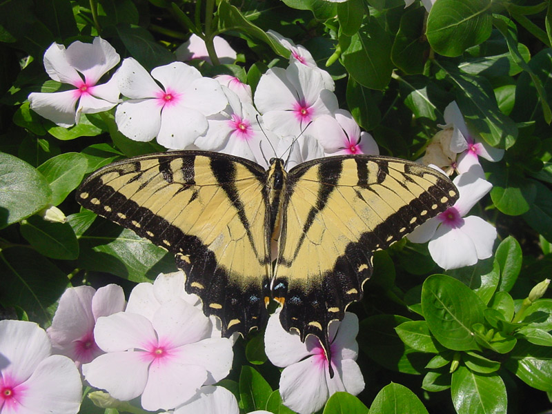 Periwinkle - Tiger Swallowtail Butterfly