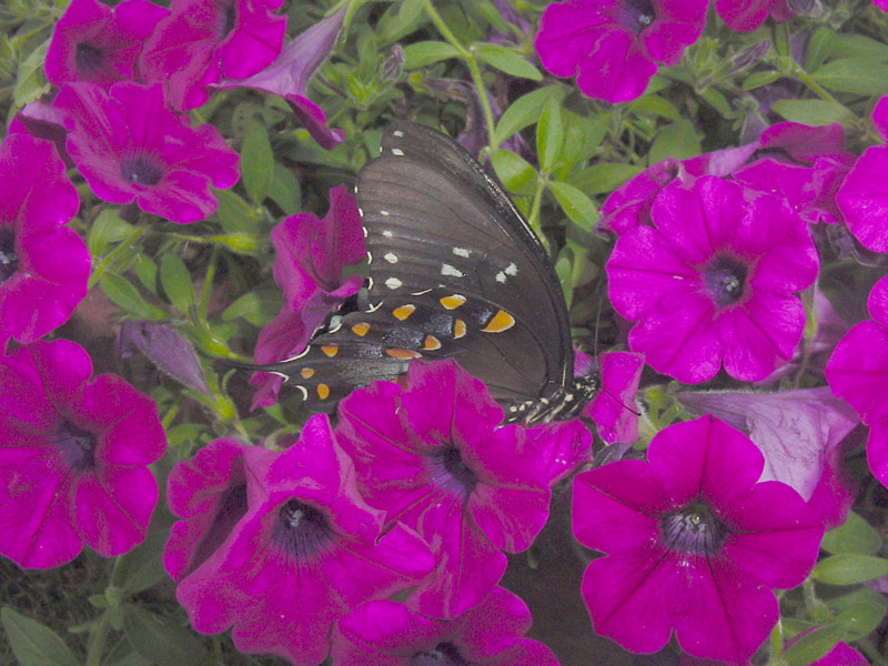 Petunia - Black Swallowtail Butterfly