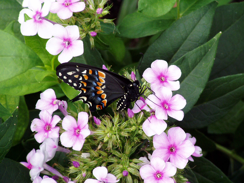 John Fanick's Phlox - Black Swallowtail Butterfly