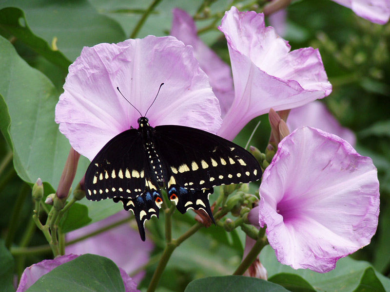 Pink Bush Morning Glory - Black Swallowtail Butterfly