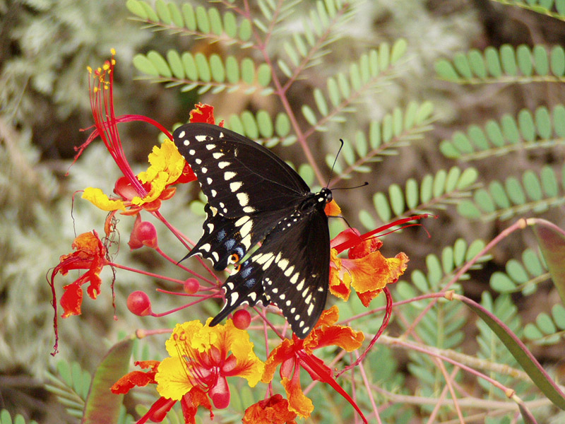 Pride Of Barbados - Black Swallowtail Butterfly