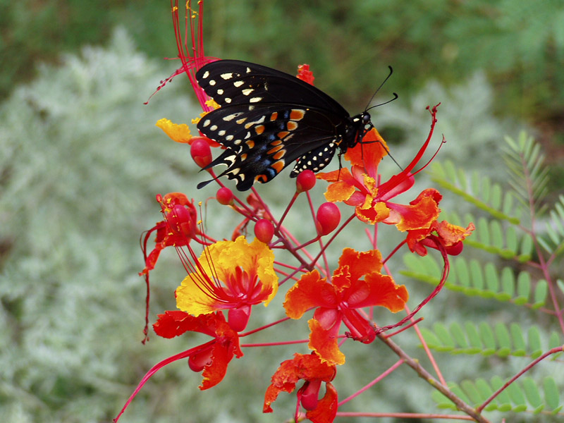 Pride Of Barbados - Black Swallowtail Butterfly