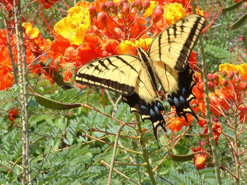 Pride Of Barbados - Tiger Swallowtail Butterfly