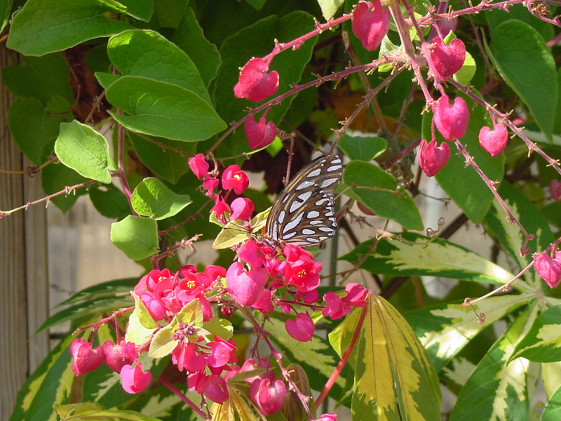 Red Coral Vine (Fandango) - Gulf Fritillary Butterfly