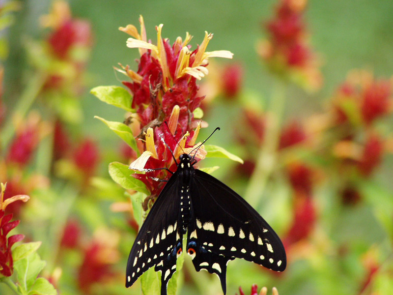 Red Shrimp Plant - Black Swallowtail Butterfly