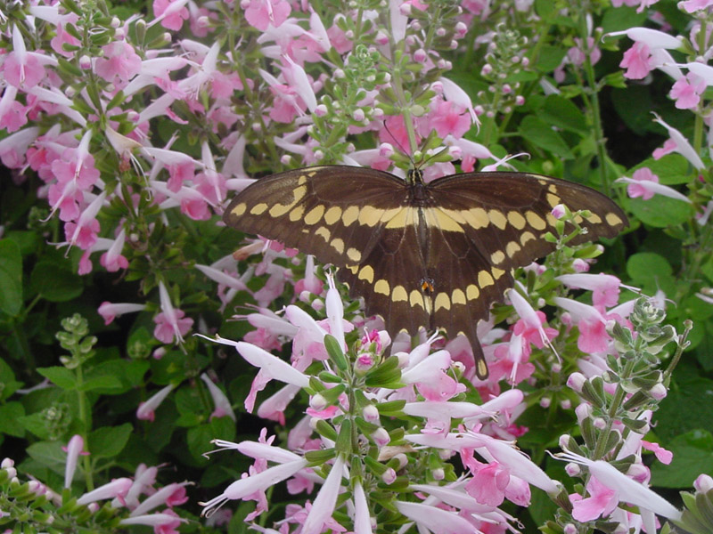 Salvia - Giant Swallowtail Butterfly