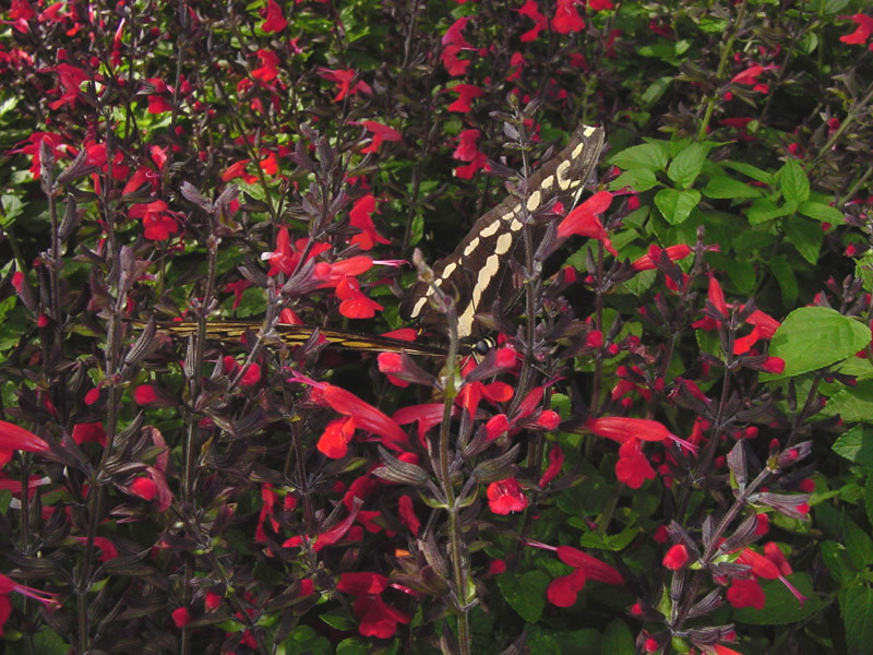 Salvia coccina - Giant Swallowtail Butterfly