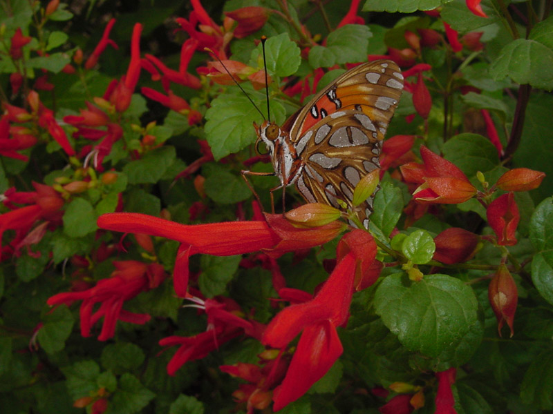 Salvia regla - Gulf Fritillary Butterfly