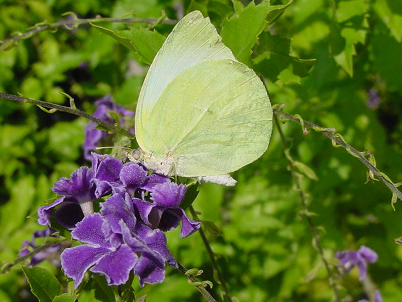 Sky Flower - Cloudless Sulphur Butterfly