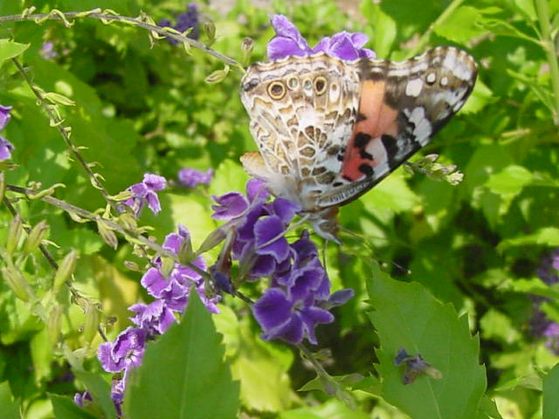 Sky Flower - Painted Lady Butterfly