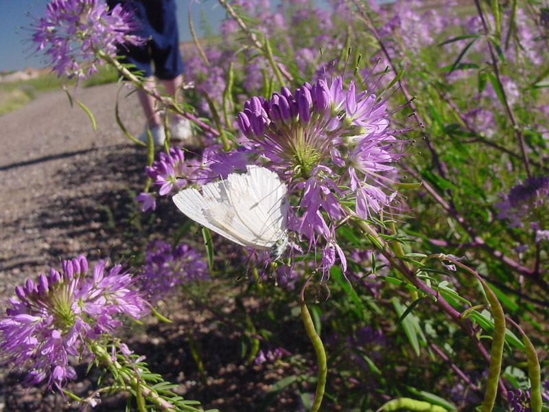 Spider Flower - Checkered White