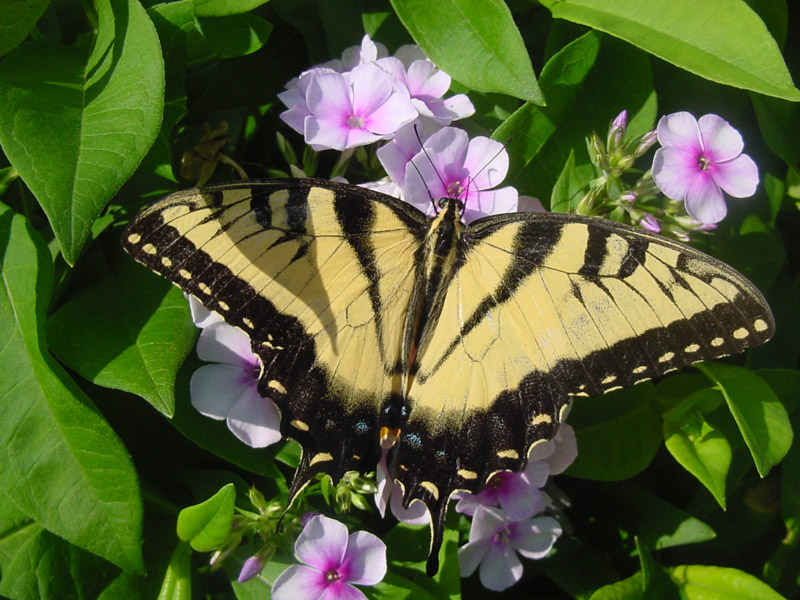 John Fanick's Phlox - Tiger Swallowtail Butterfly