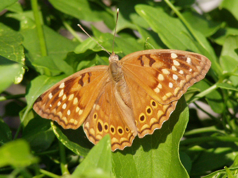 Sweet Autumn Clematis - Tawny Emperor Butterfly