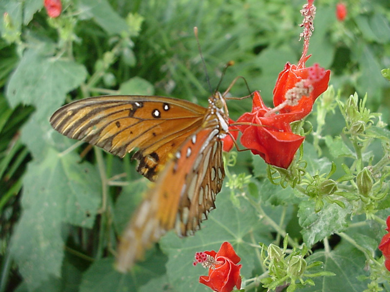 Turk's Cap - Gulf Fritillary Butterfly