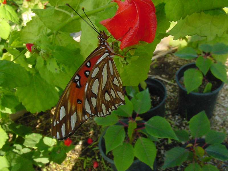 Turk's Cap - Gulf Fritillary Butterfly