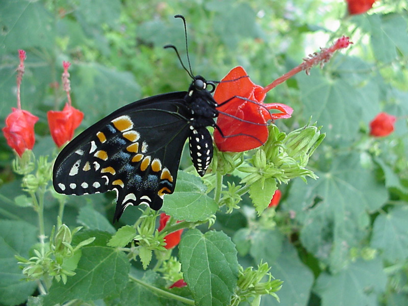 Turk's Cap - Black Swallowtail Butterfly
