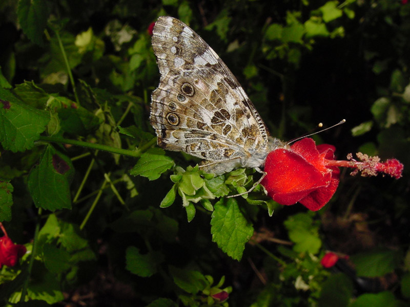 Turk's Cap - Painted Lady Butterfly